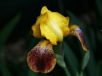 Yellow and Brown Iris